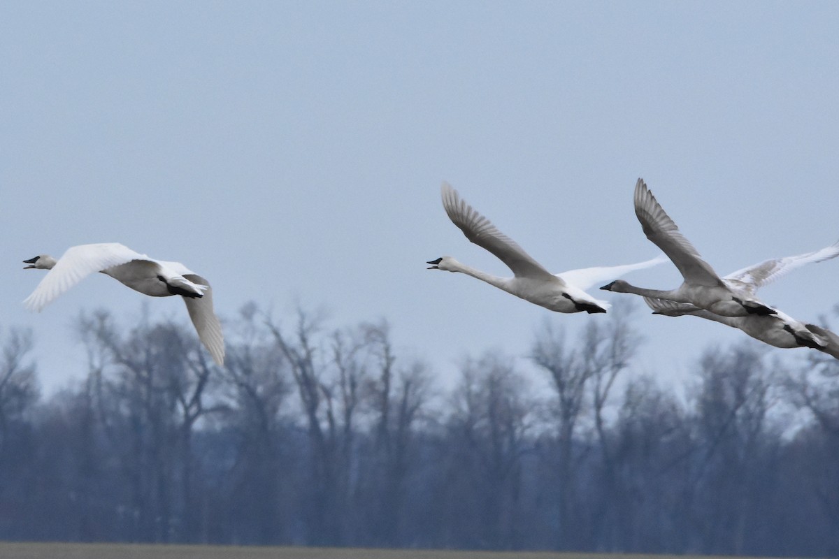 labuť trubač - ML628325832