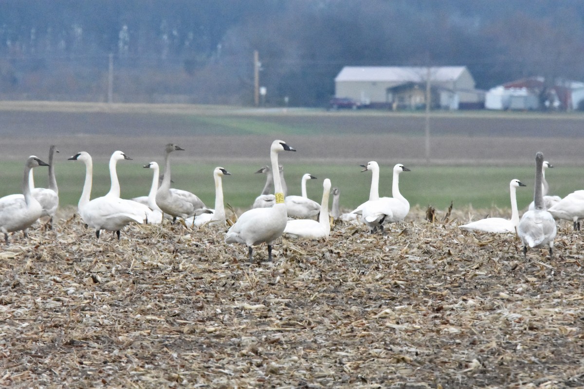 labuť trubač - ML628325835