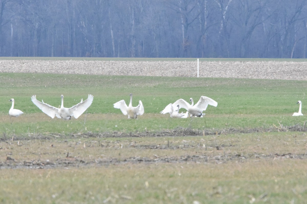 labuť trubač - ML628325836