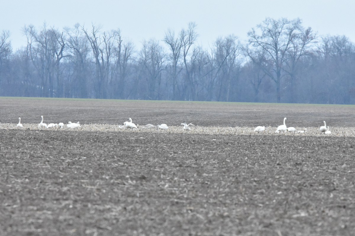 labuť trubač - ML628325837