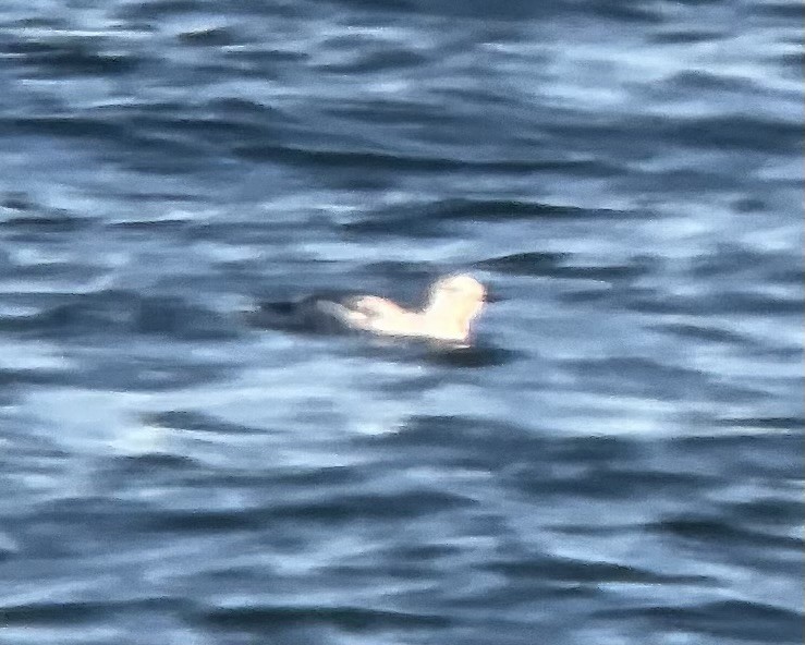 Black Guillemot (mandtii) - ML628325841