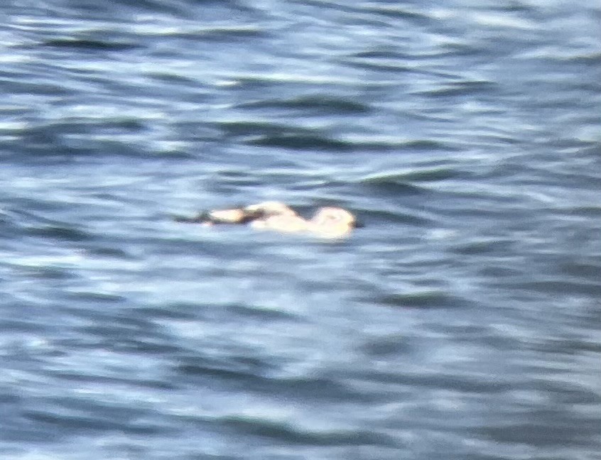 Black Guillemot (mandtii) - ML628325842