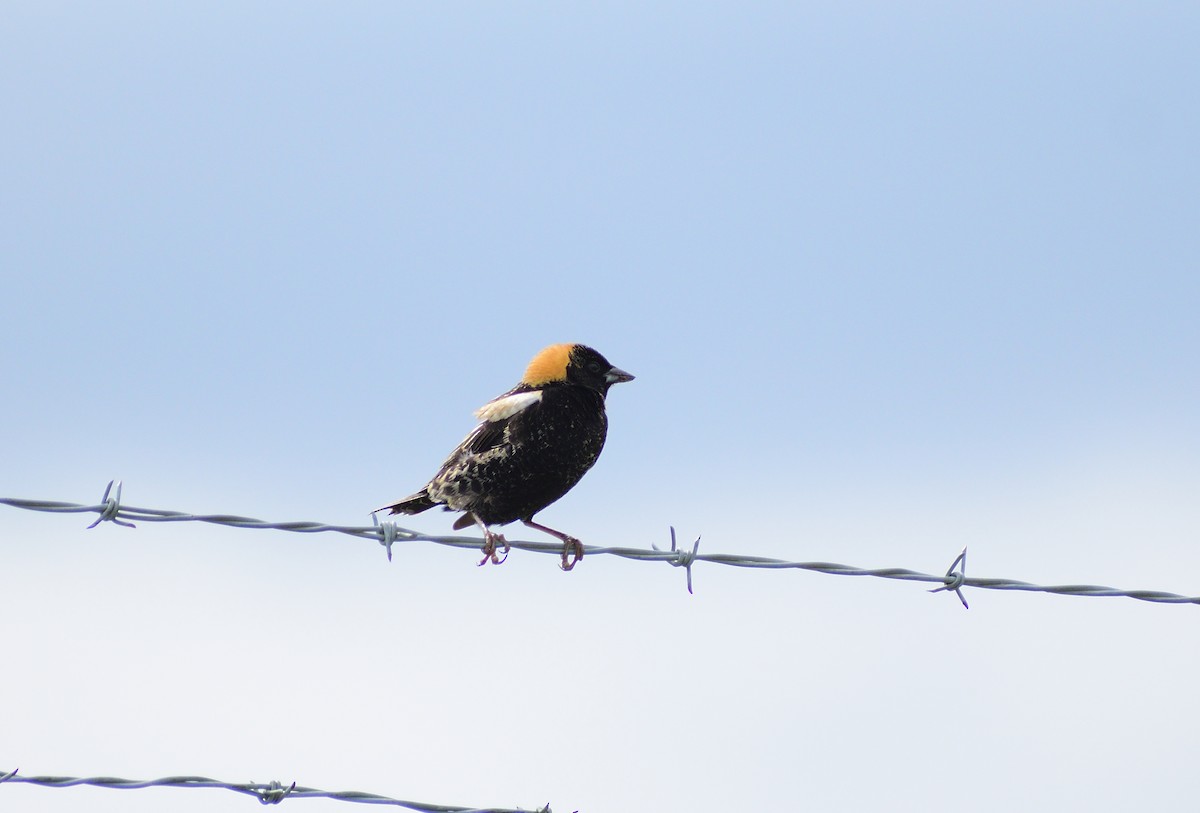 Bobolink - ML628325851
