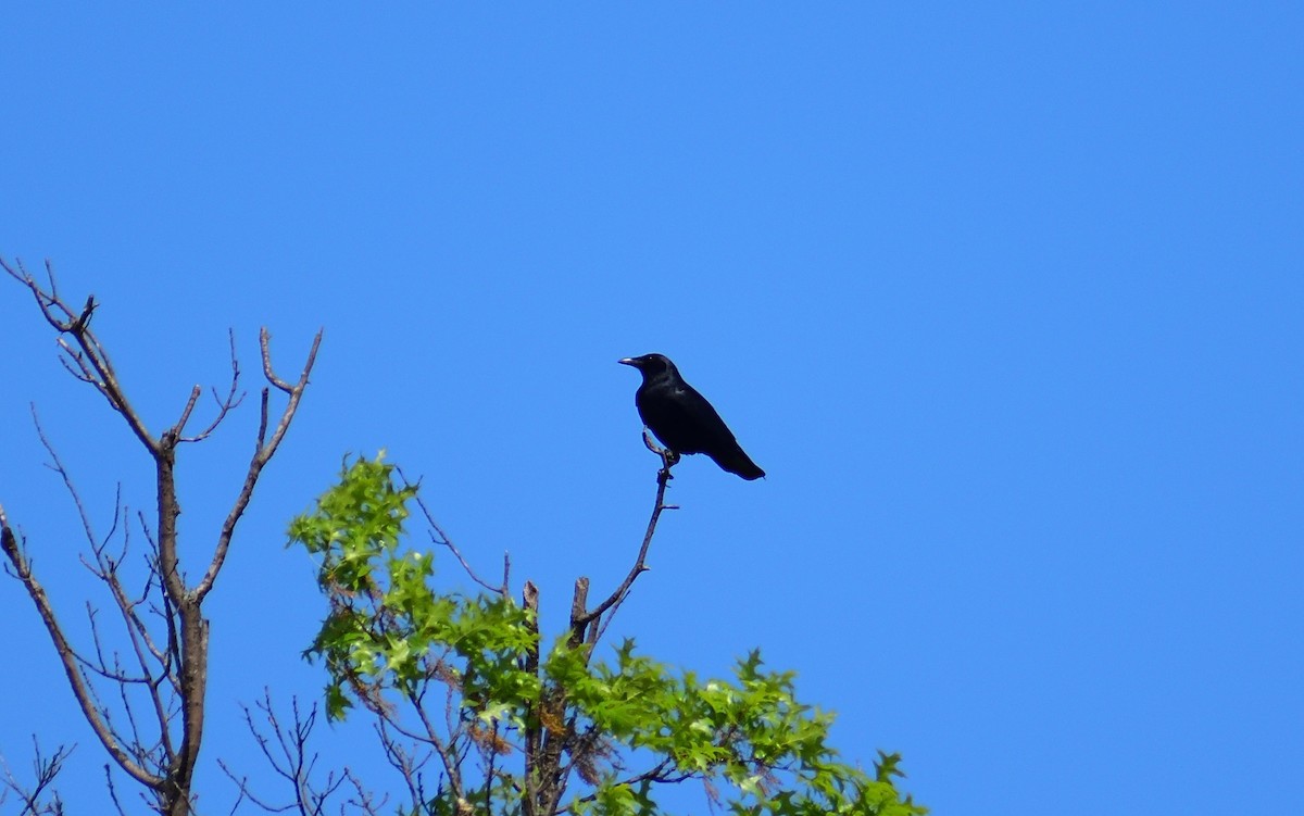 Fish Crow - ML628325892