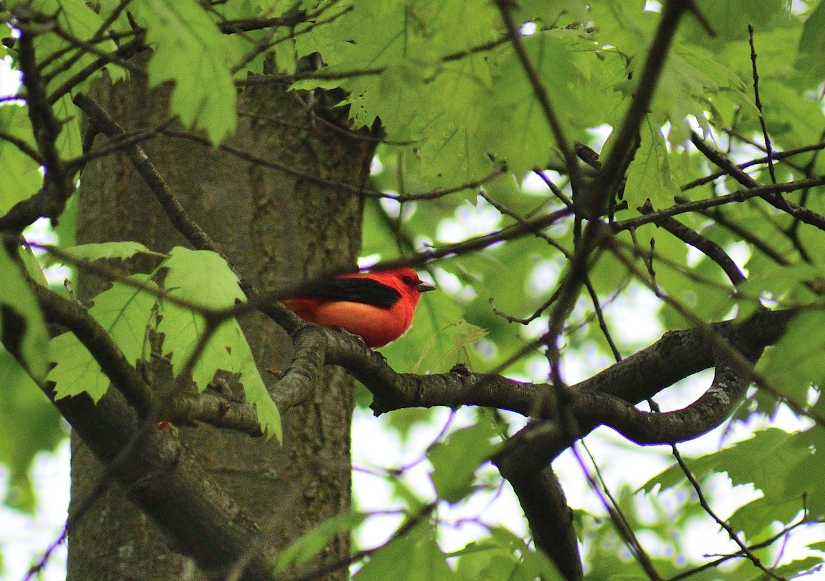 Scarlet Tanager - ML628325957