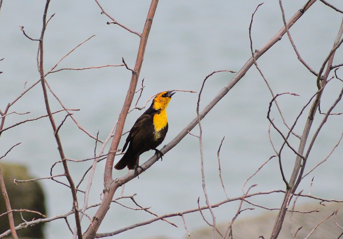 Yellow-headed Blackbird - ML628325996