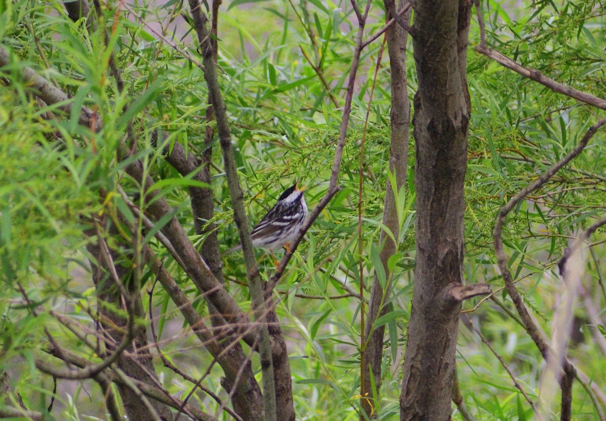 Blackpoll Warbler - ML628326025