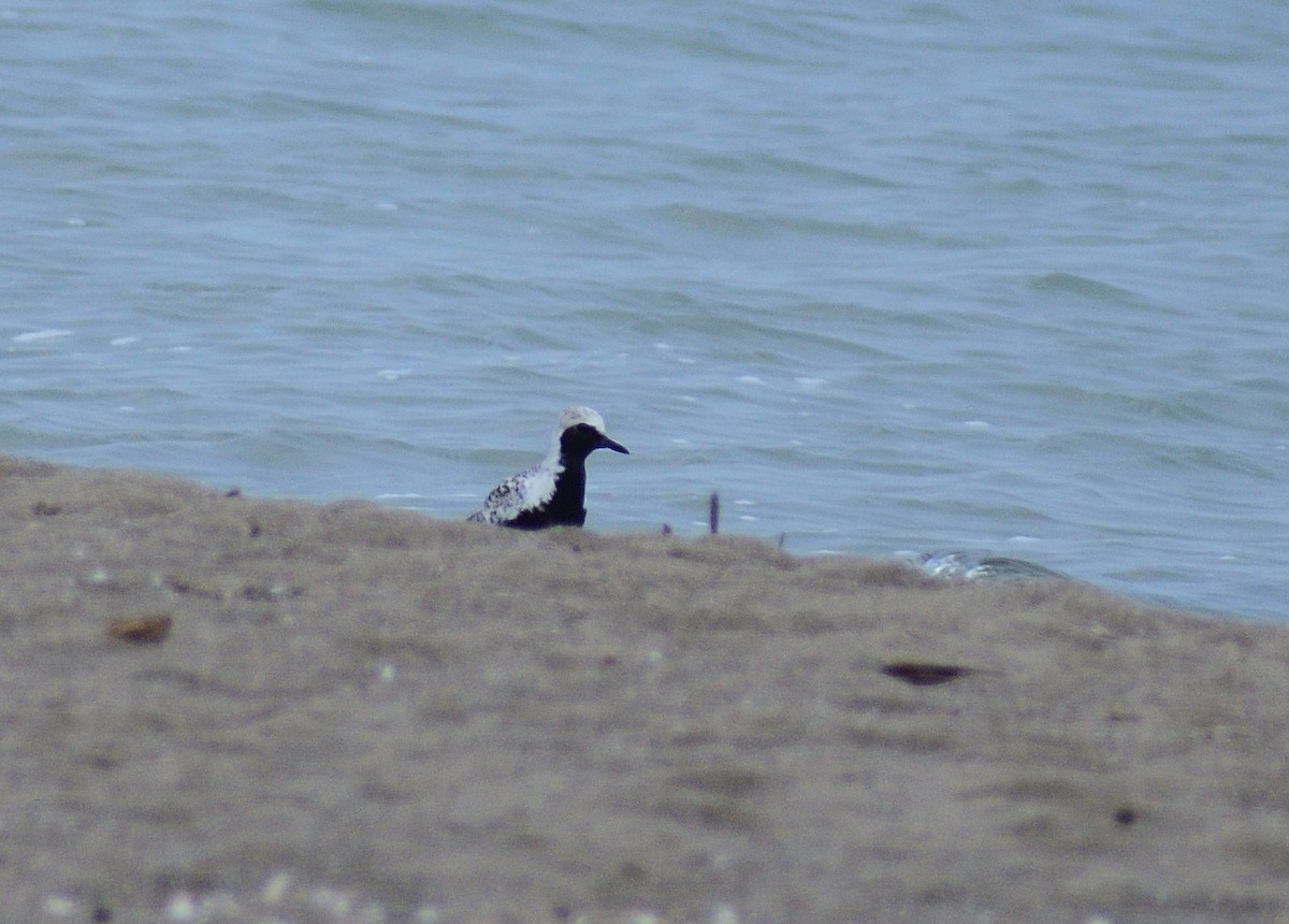 Black-bellied Plover - ML628326067