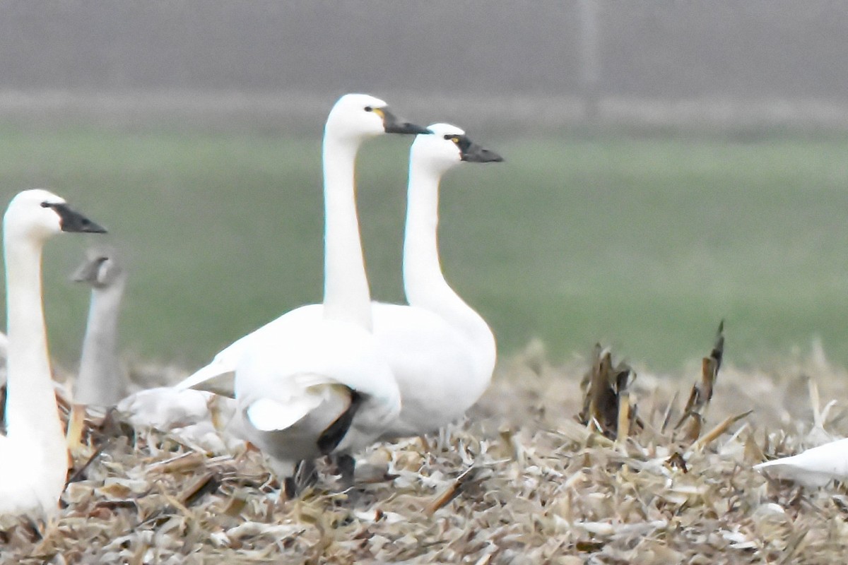 labuť malá - ML628326070