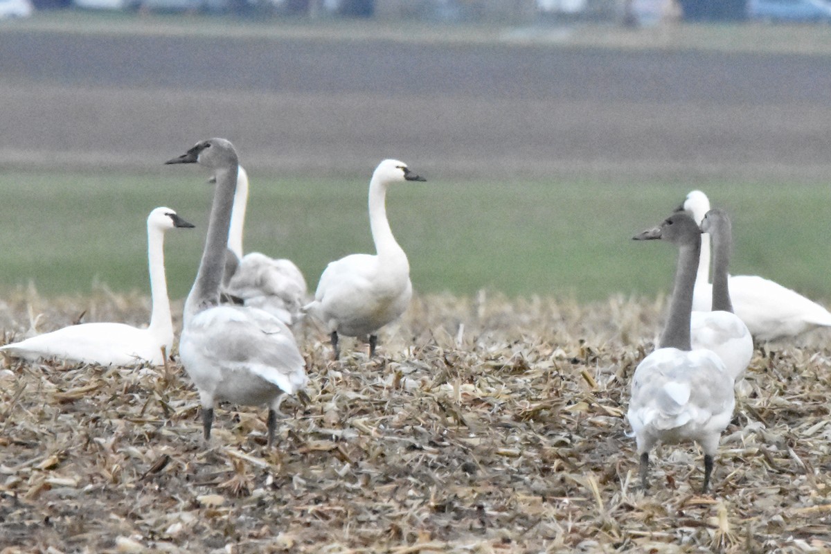 labuť malá - ML628326071