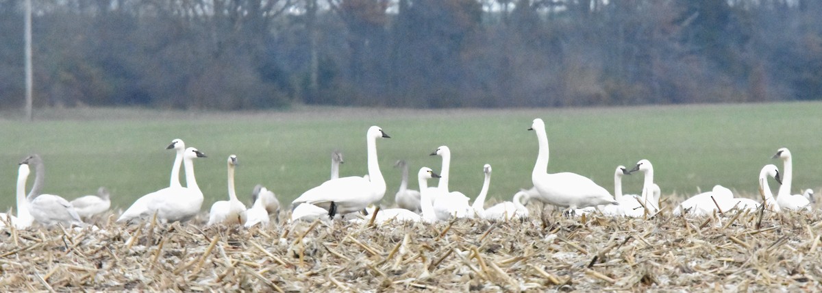 labuť malá - ML628326072