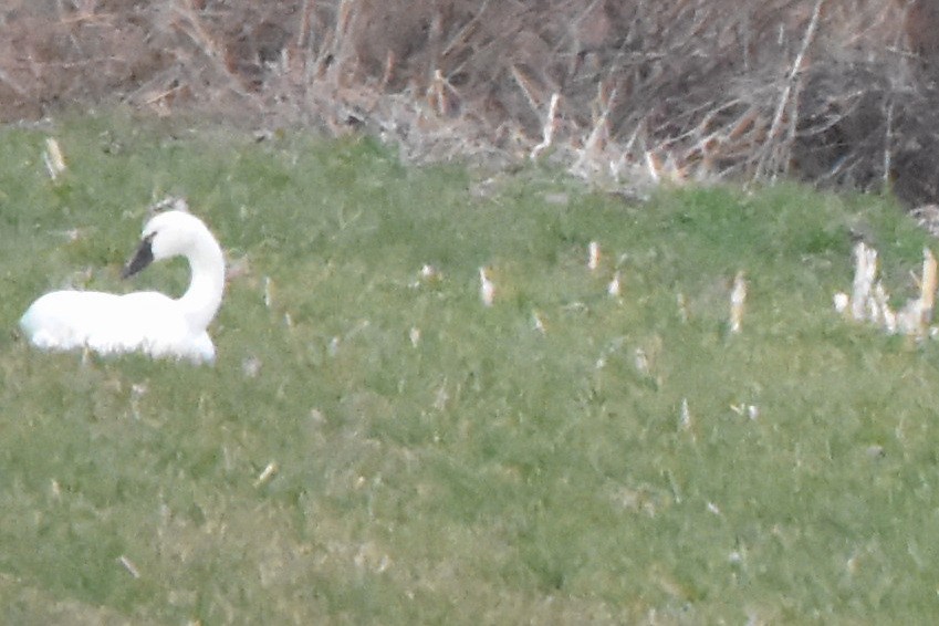 labuť malá - ML628326075