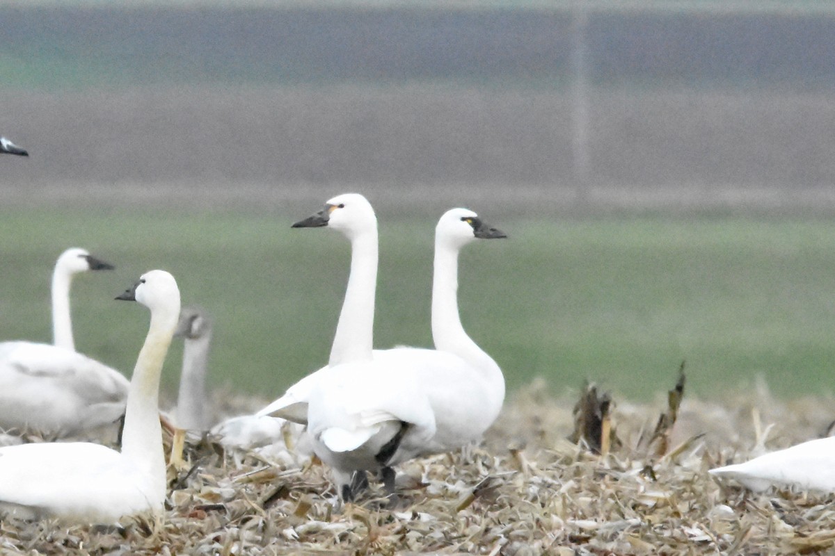 labuť malá - ML628326076