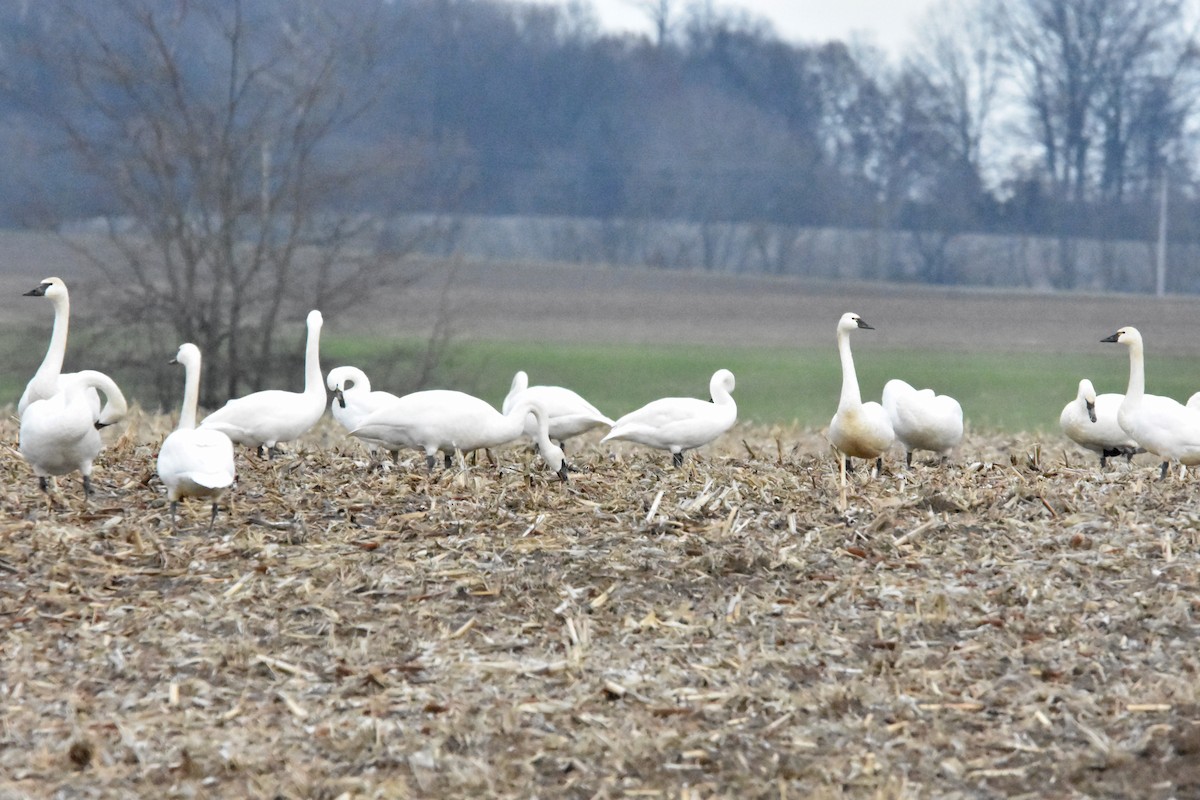 labuť malá - ML628326078