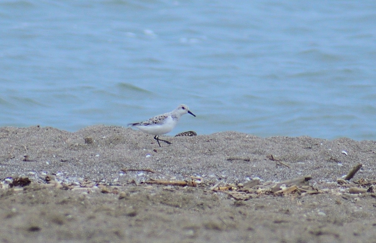 Sanderling - ML628326087