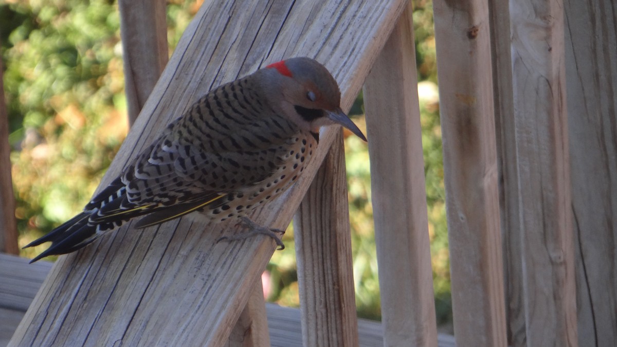 Northern Flicker (Yellow-shafted) - ML628326100