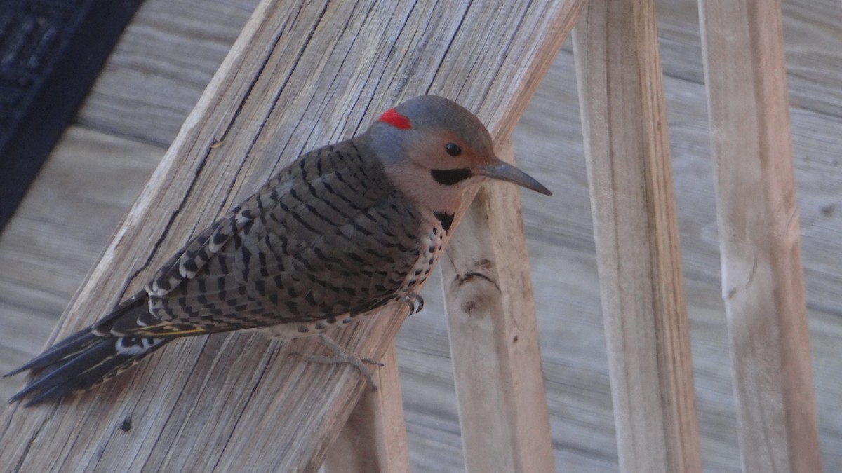 Northern Flicker (Yellow-shafted) - ML628326103