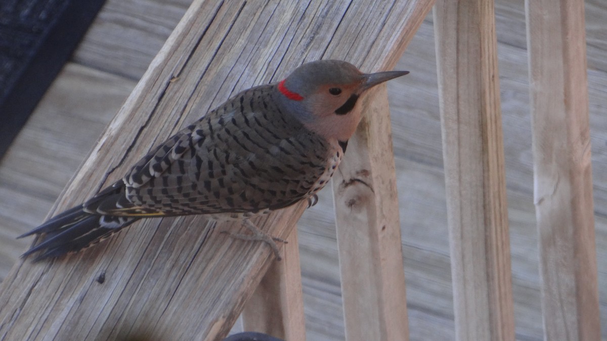 Northern Flicker (Yellow-shafted) - ML628326106