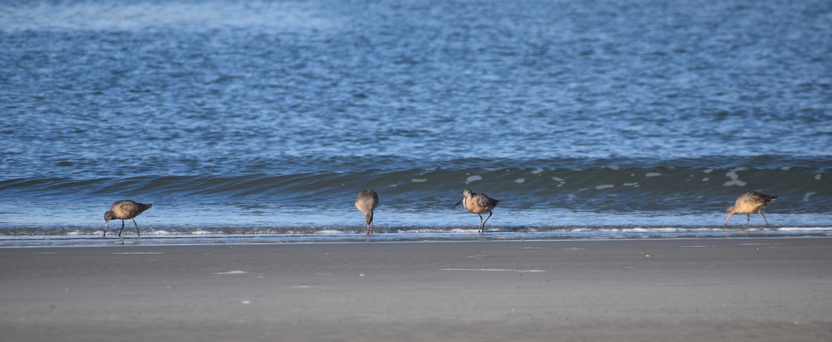 Marbled Godwit - ML628326122