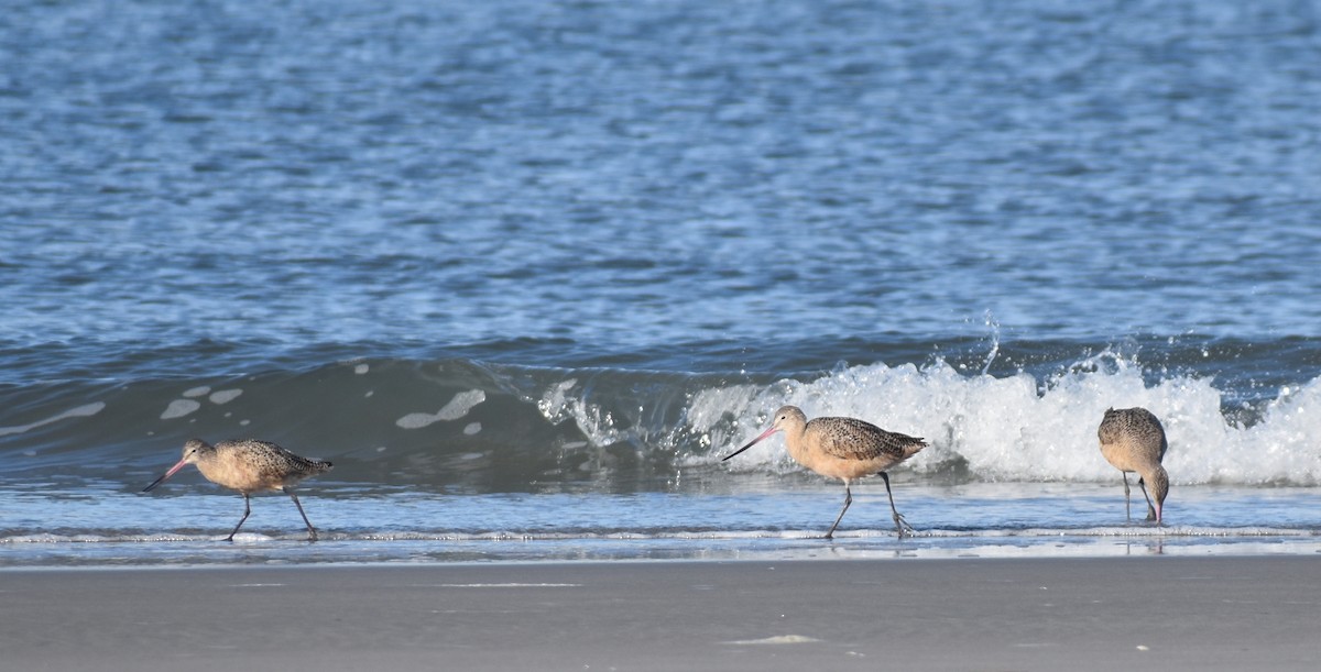 Marbled Godwit - ML628326123