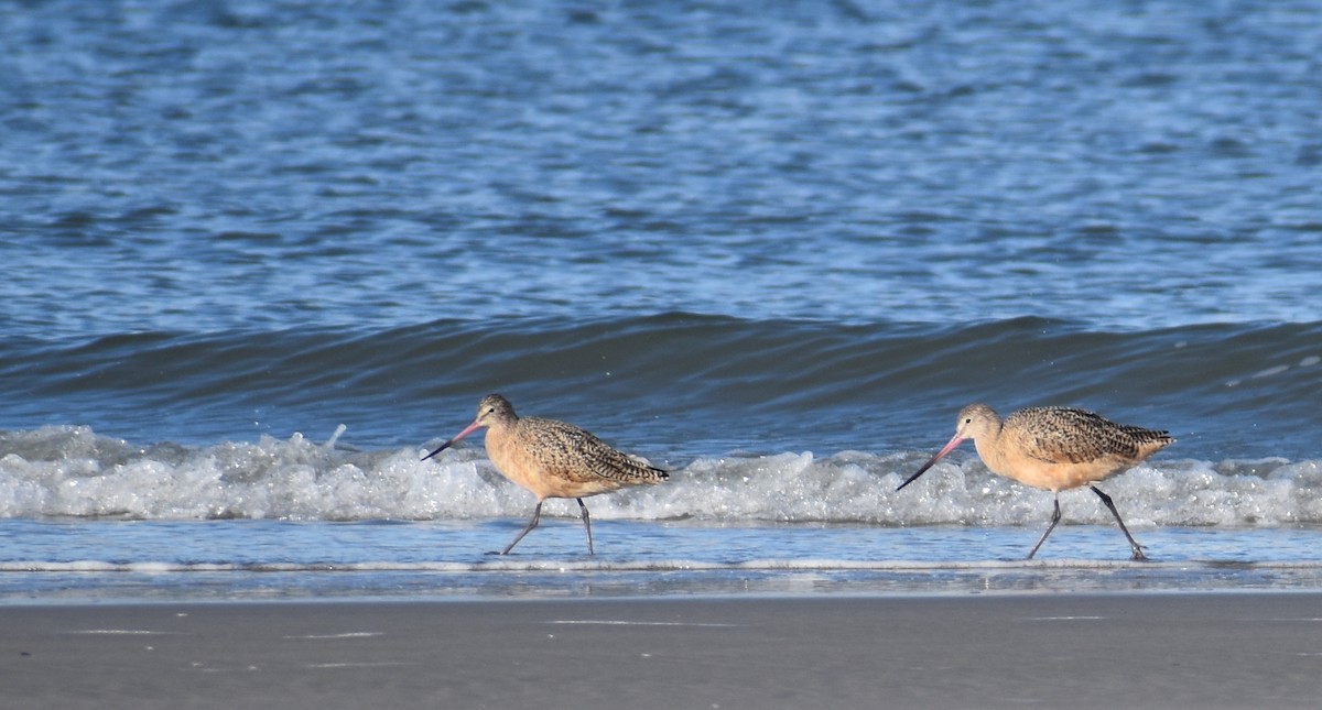 Marbled Godwit - ML628326130