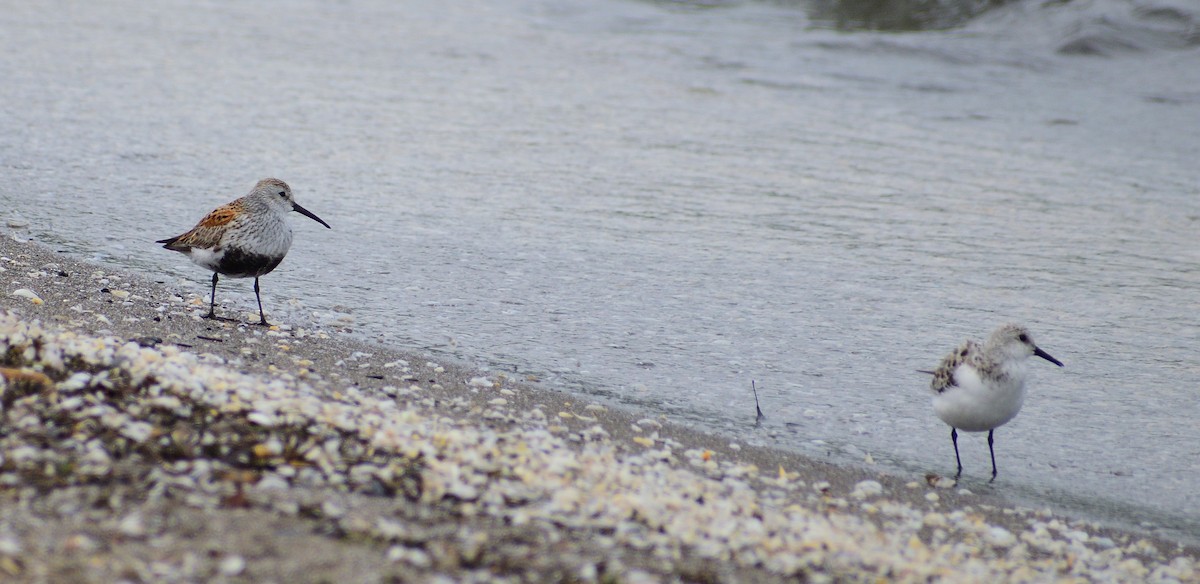 Dunlin - ML628326148