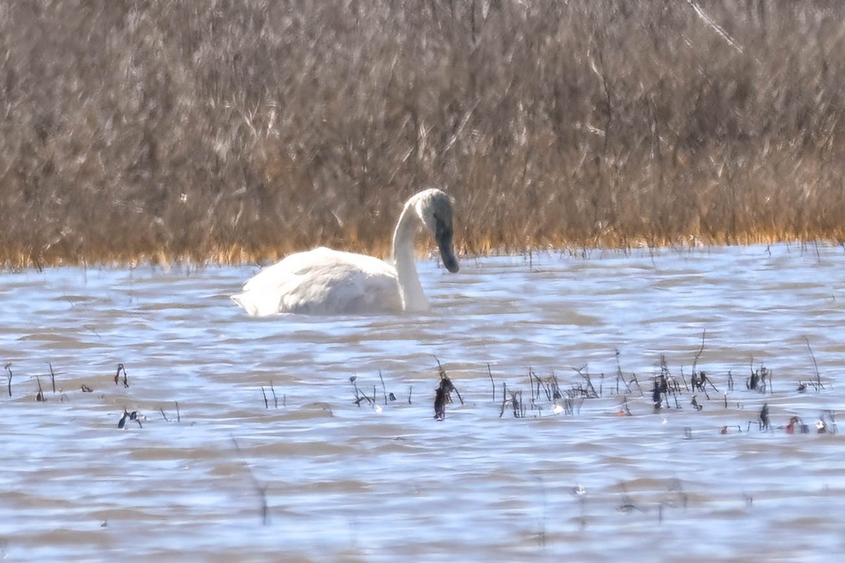 Trumpeter Swan - ML628326179
