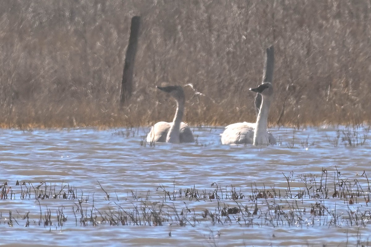Trumpeter Swan - ML628326181