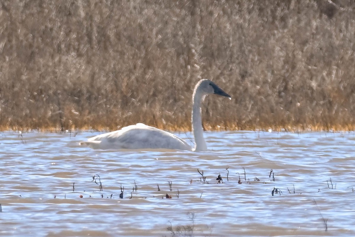 Trumpeter Swan - ML628326182