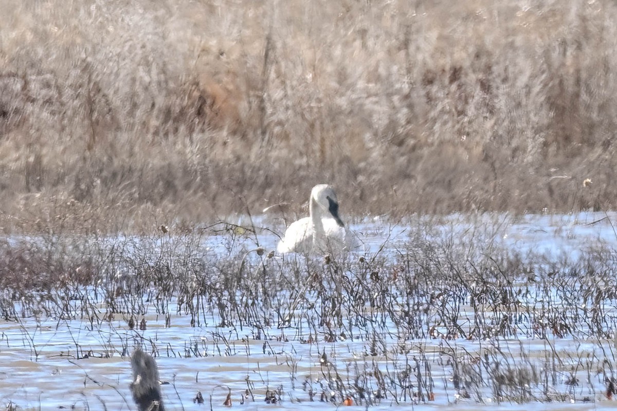 Trumpeter Swan - ML628326183