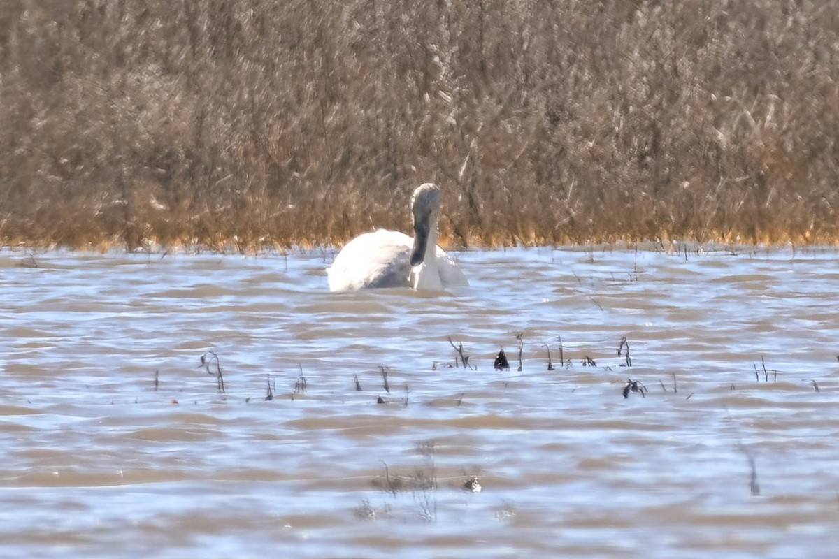 Trumpeter Swan - ML628326184
