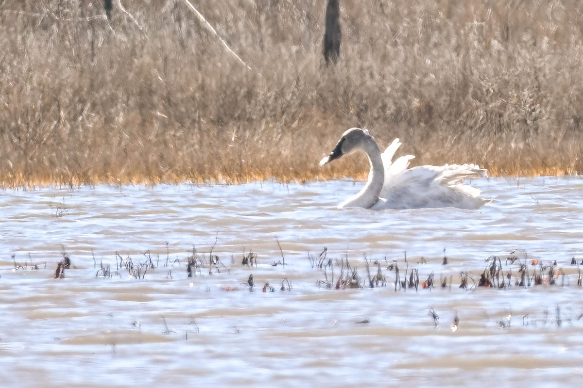 Trumpeter Swan - ML628326185