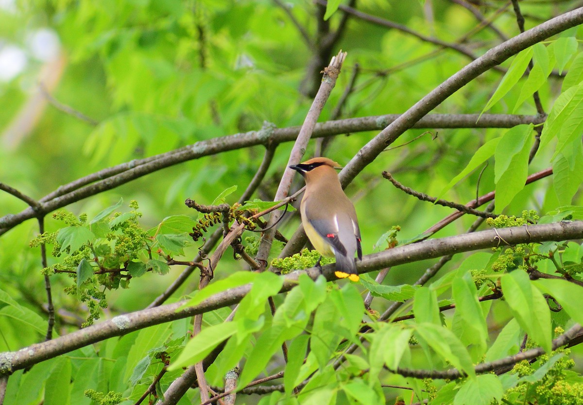 Cedar Waxwing - ML628326199