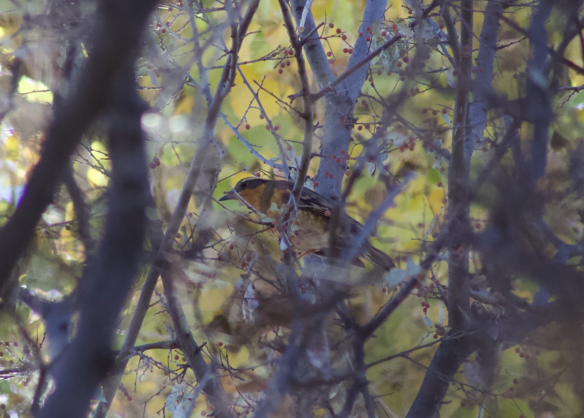 Varied Thrush - ML628326218
