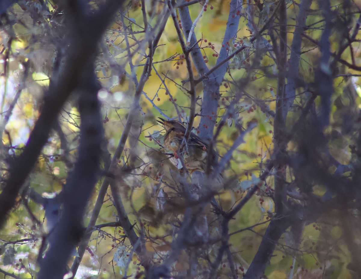 Varied Thrush - ML628326221