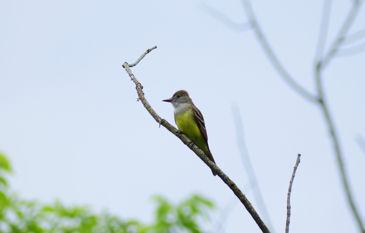 Great Crested Flycatcher - ML628326241