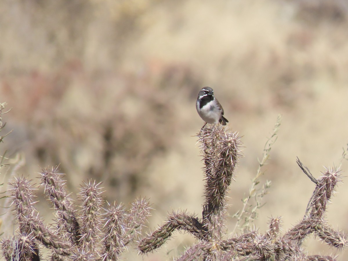 Black-throated Sparrow - ML628326254