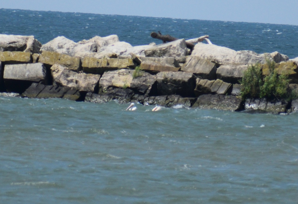 American White Pelican - ML628326291