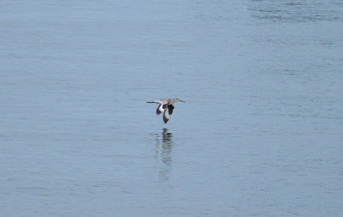 Willet - ML628326318