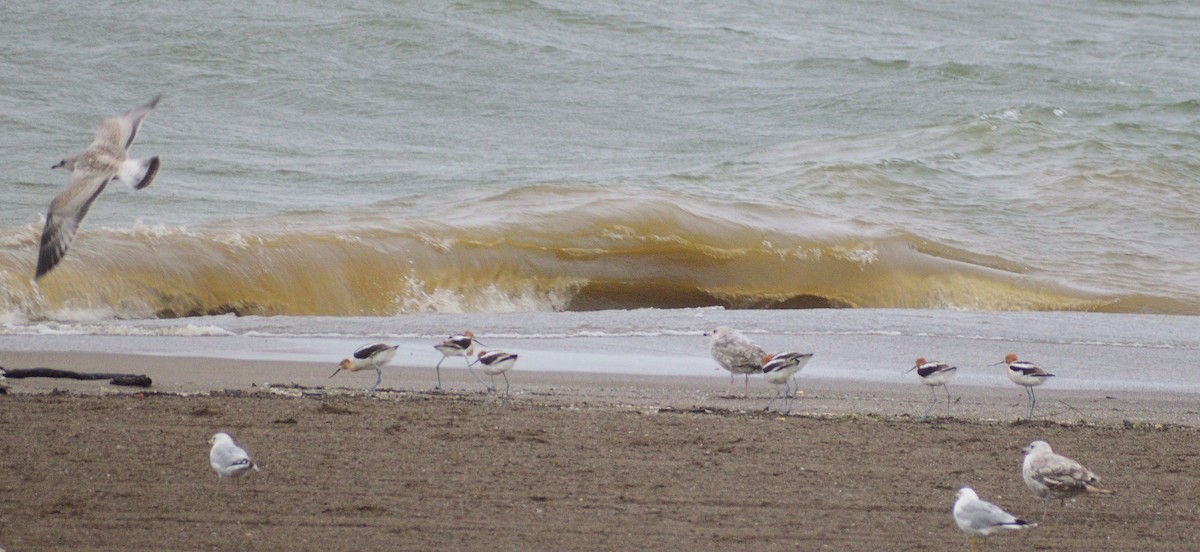 American Avocet - ML628326345