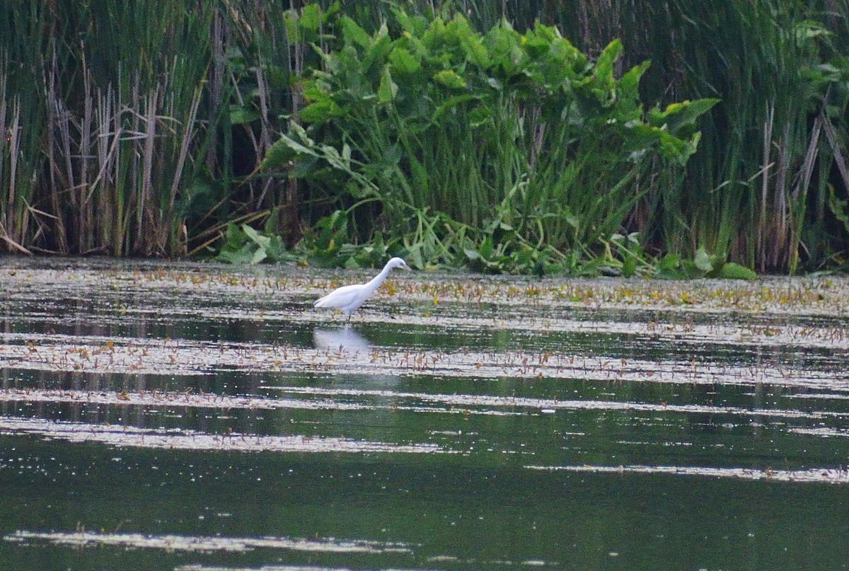 Little Blue Heron - ML628326384