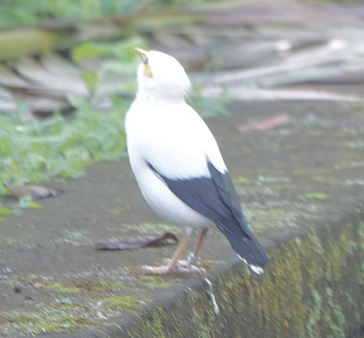 Black-winged Myna - ML628326388