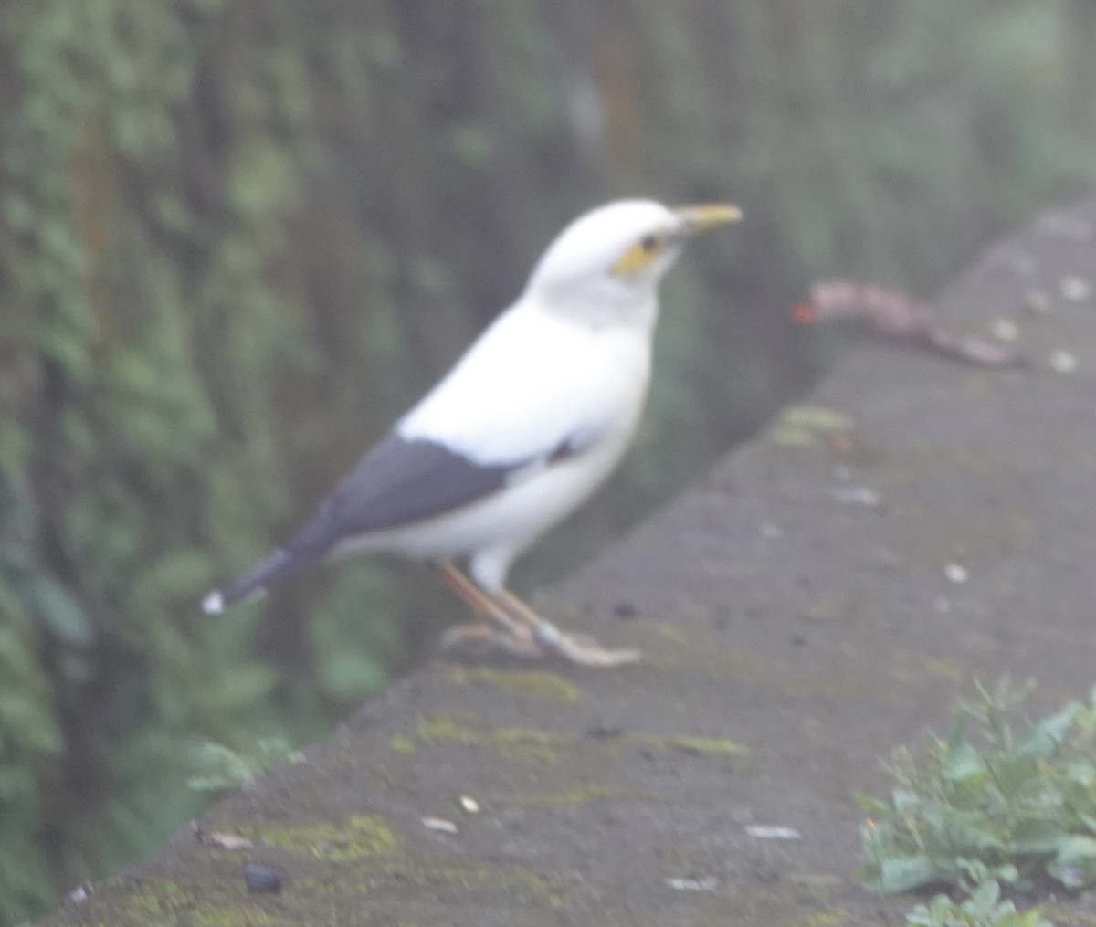 Black-winged Myna - ML628326390
