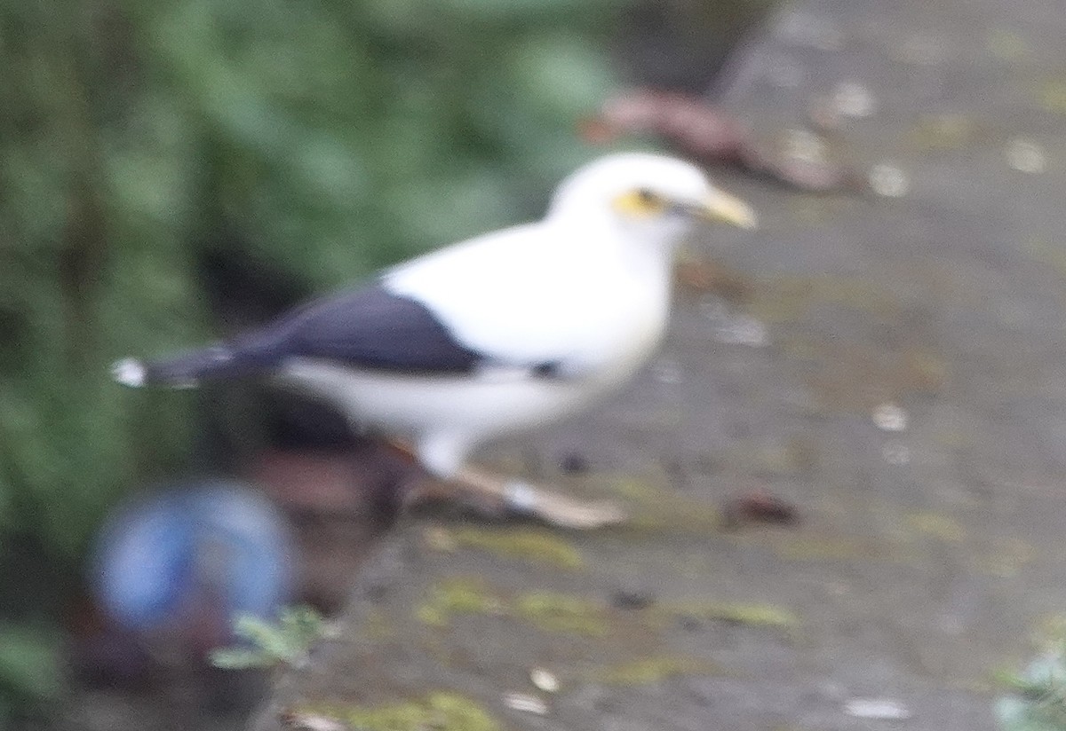 Black-winged Myna - ML628326391