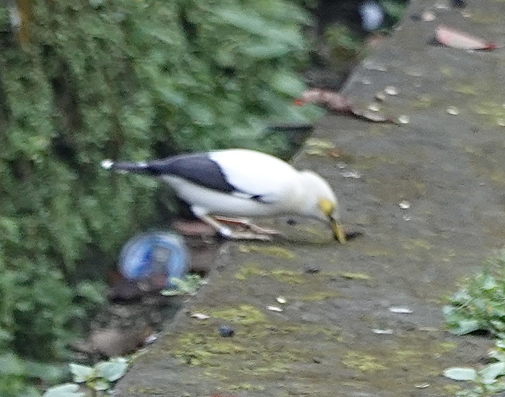 Black-winged Myna - ML628326392