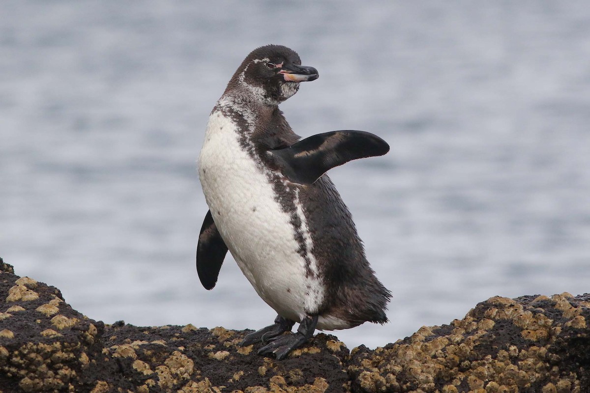 Galapagos Penguin - Michael O'Brien