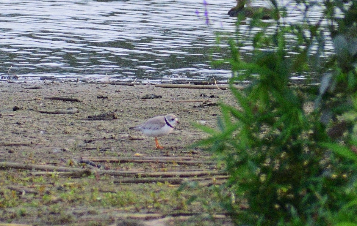 Piping Plover - ML628326433