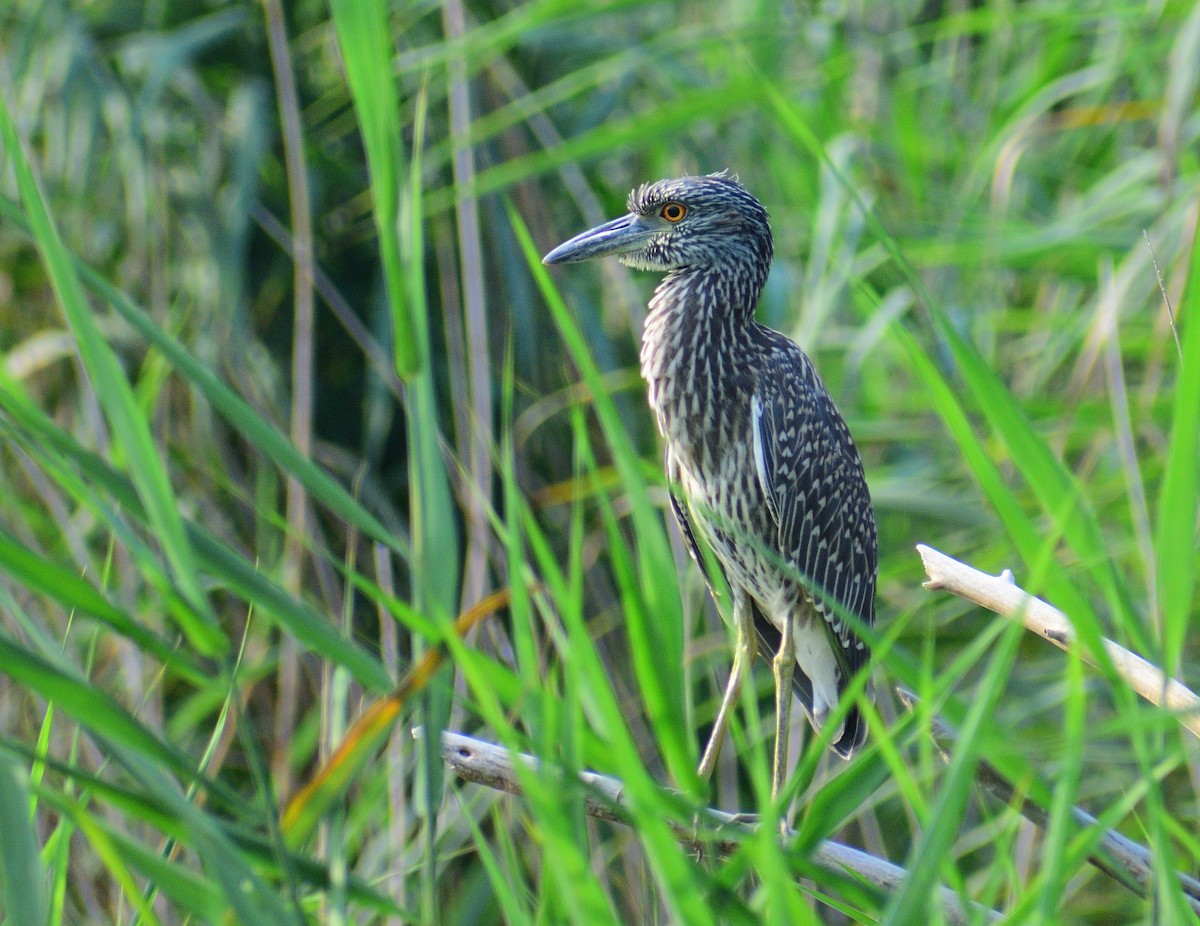 Yellow-crowned Night Heron - ML628326447