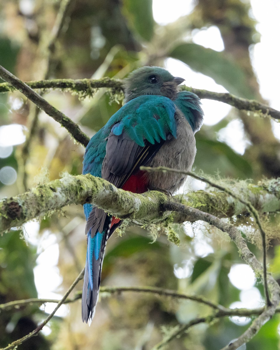 Quetzal Guatemalteco (costaricensis) - ML628326474