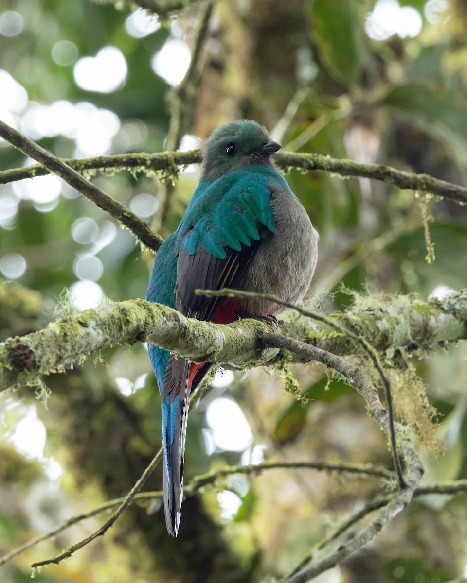 Quetzal Guatemalteco (costaricensis) - ML628326475